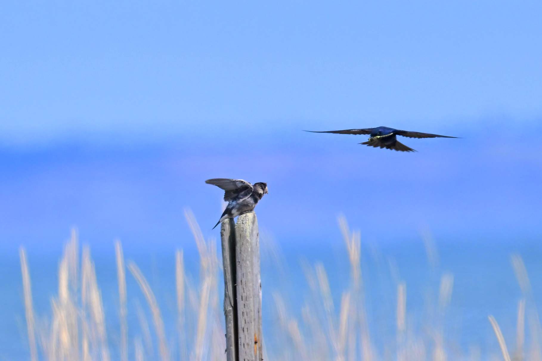 Purple Martin